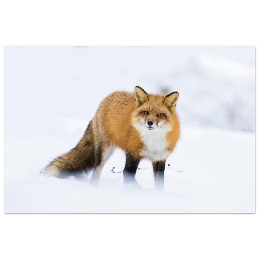 Photo d’un renard roux dans la neige — tableau photo paysage de montagne en Alu Dibond, fabrication française