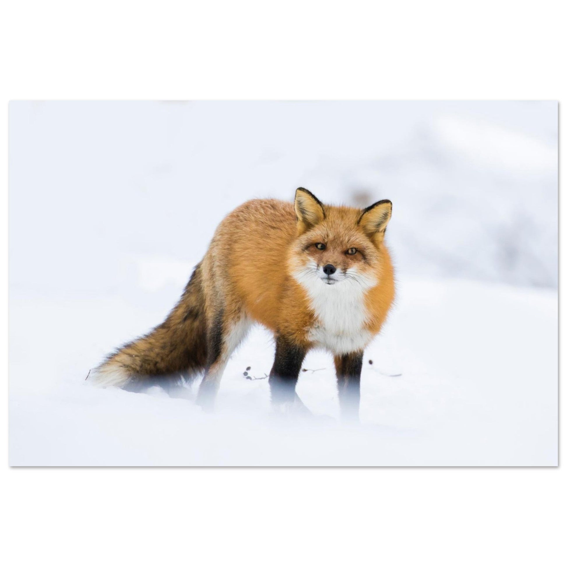 Photo d’un renard roux dans la neige — tableau photo paysage de montagne en Alu Dibond, fabrication française