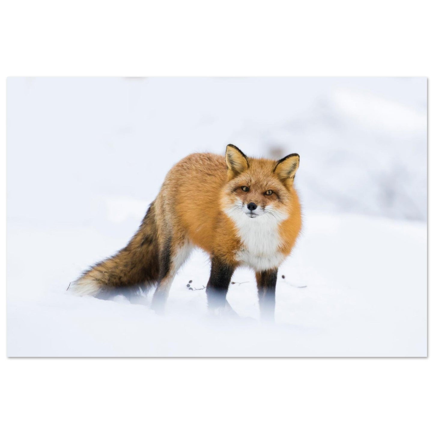 Photo d’un renard roux dans la neige — tableau photo paysage de montagne en Alu Dibond, fabrication française