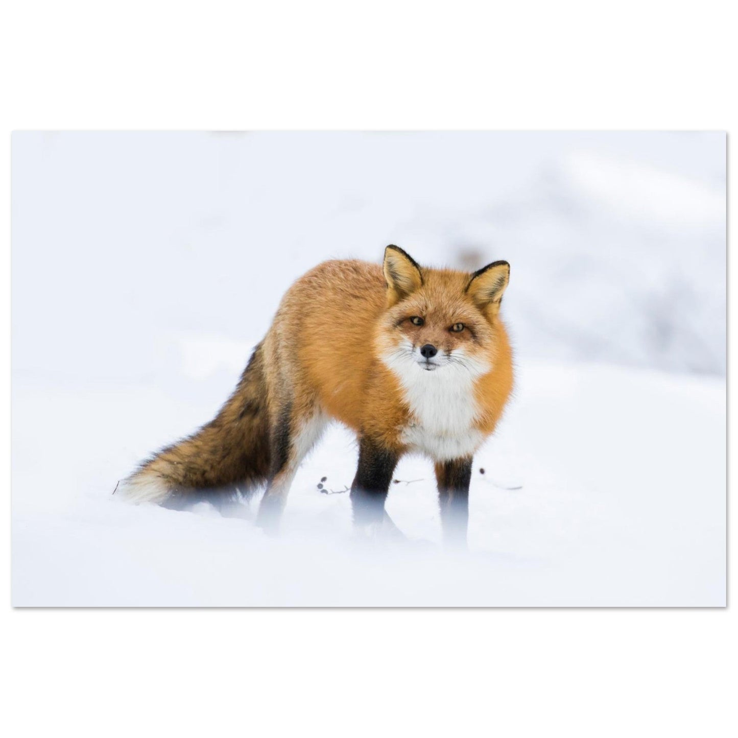 Photo d’un renard roux dans la neige — tableau photo paysage de montagne en Alu Dibond, fabrication française