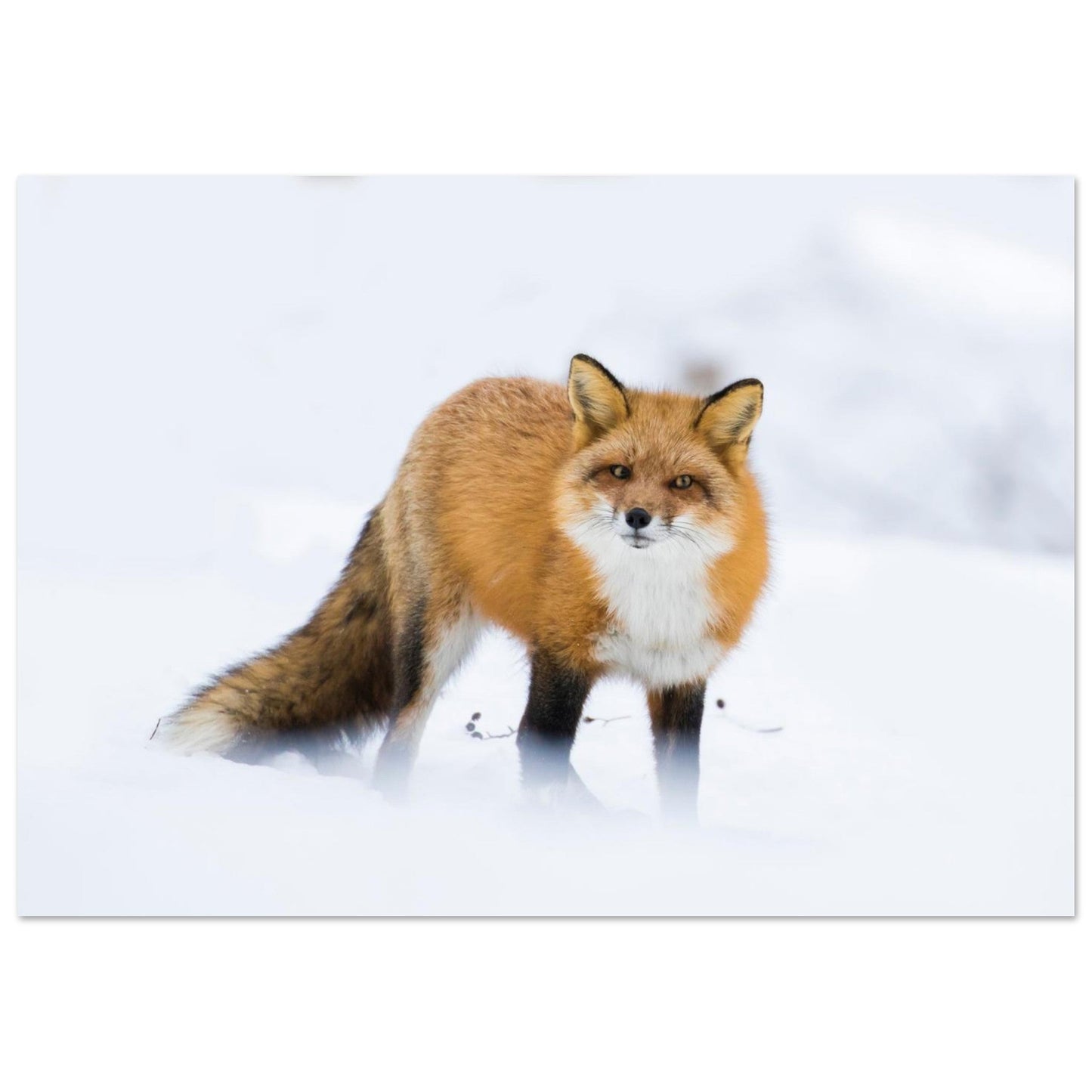 Photo d’un renard roux dans la neige — tableau photo paysage de montagne en Alu Dibond, fabrication française
