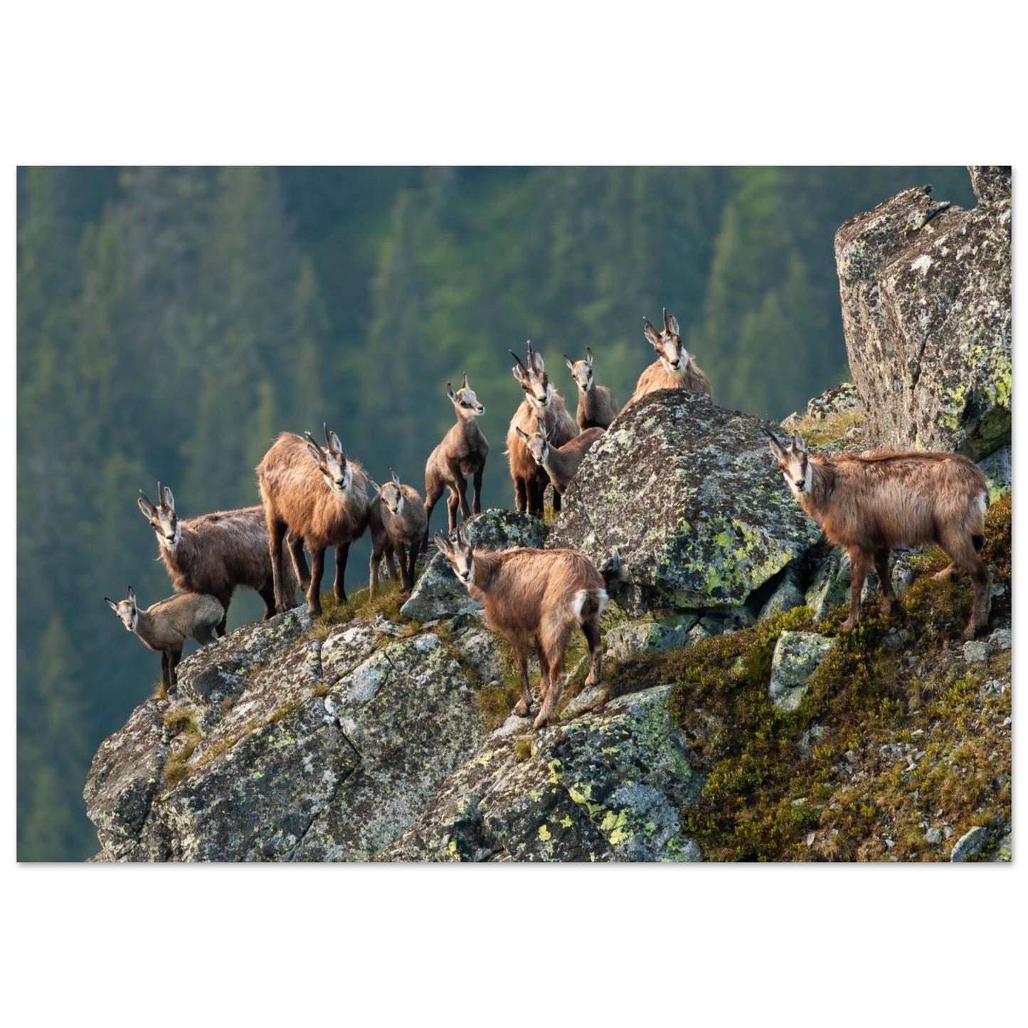 Tableau photo d'un Troupeau de chamois dans les Alpes vaudoises sur aluminium Dibond mat, format 70 × 100 cm