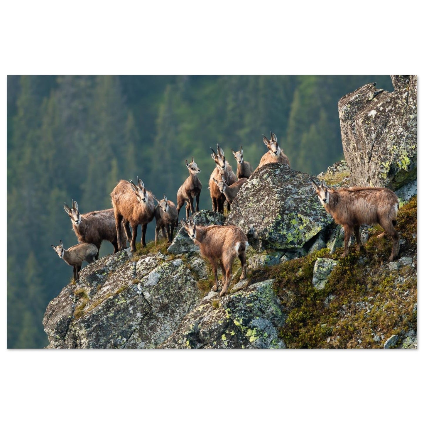 Troupeau de chamois regroupé sur un promontoire rocheux dans les Alpes vaudoises