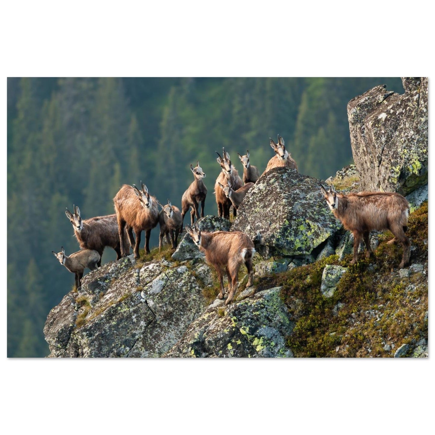 Tableau photo d'un Troupeau de chamois dans les Alpes vaudoises sur aluminium Dibond mat, format 50 × 75 cm