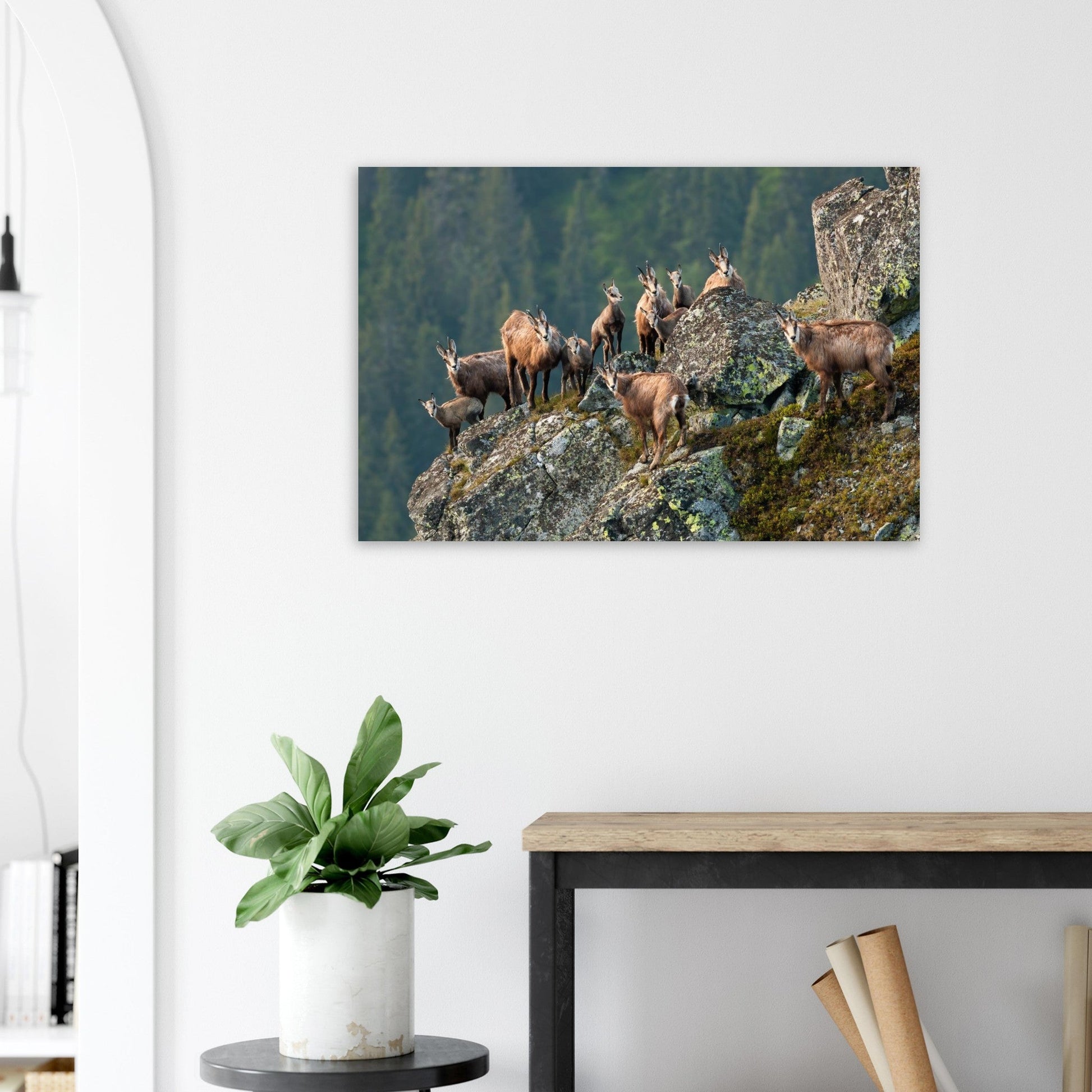 Tableau photo d'un Troupeau de chamois dans les Alpes vaudoises sur aluminium Dibond mat, accroché sur un mur clair