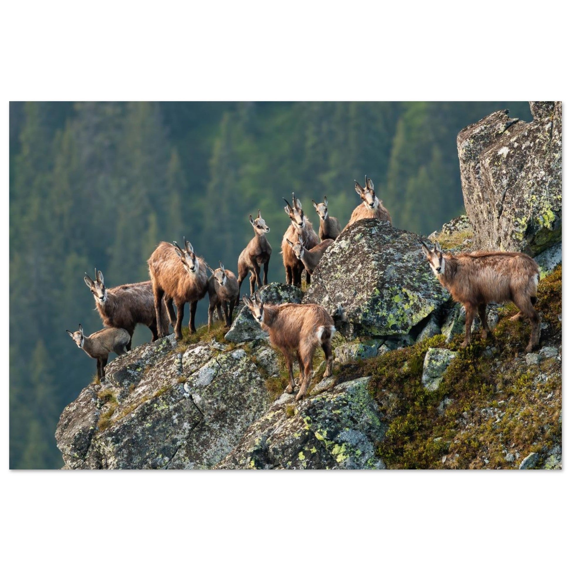 Tableau photo d'un Troupeau de chamois dans les Alpes vaudoises sur aluminium Dibond mat, format 30 × 45 cm