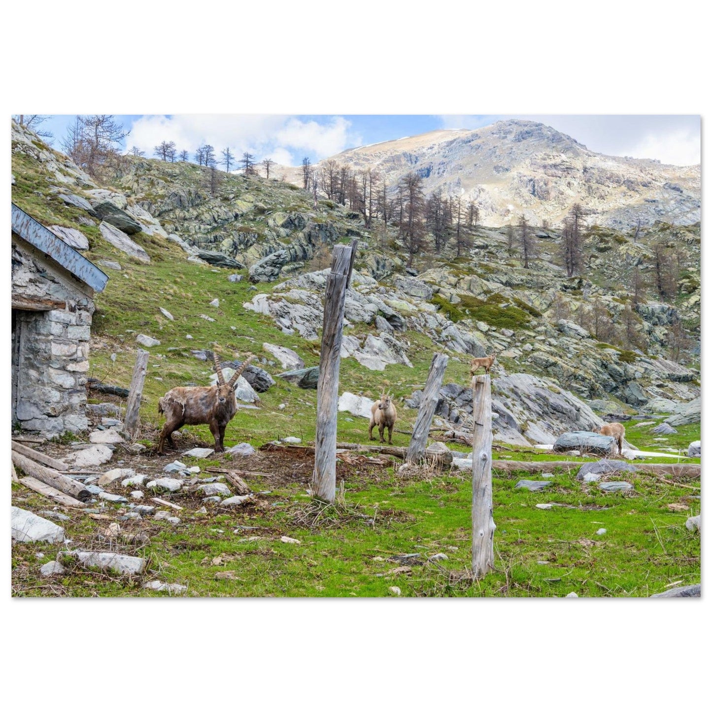Tableau photo d’une famille de bouquetins dans la vallée de Fontanalba sur aluminium Dibond mat, format 70 × 100 cm