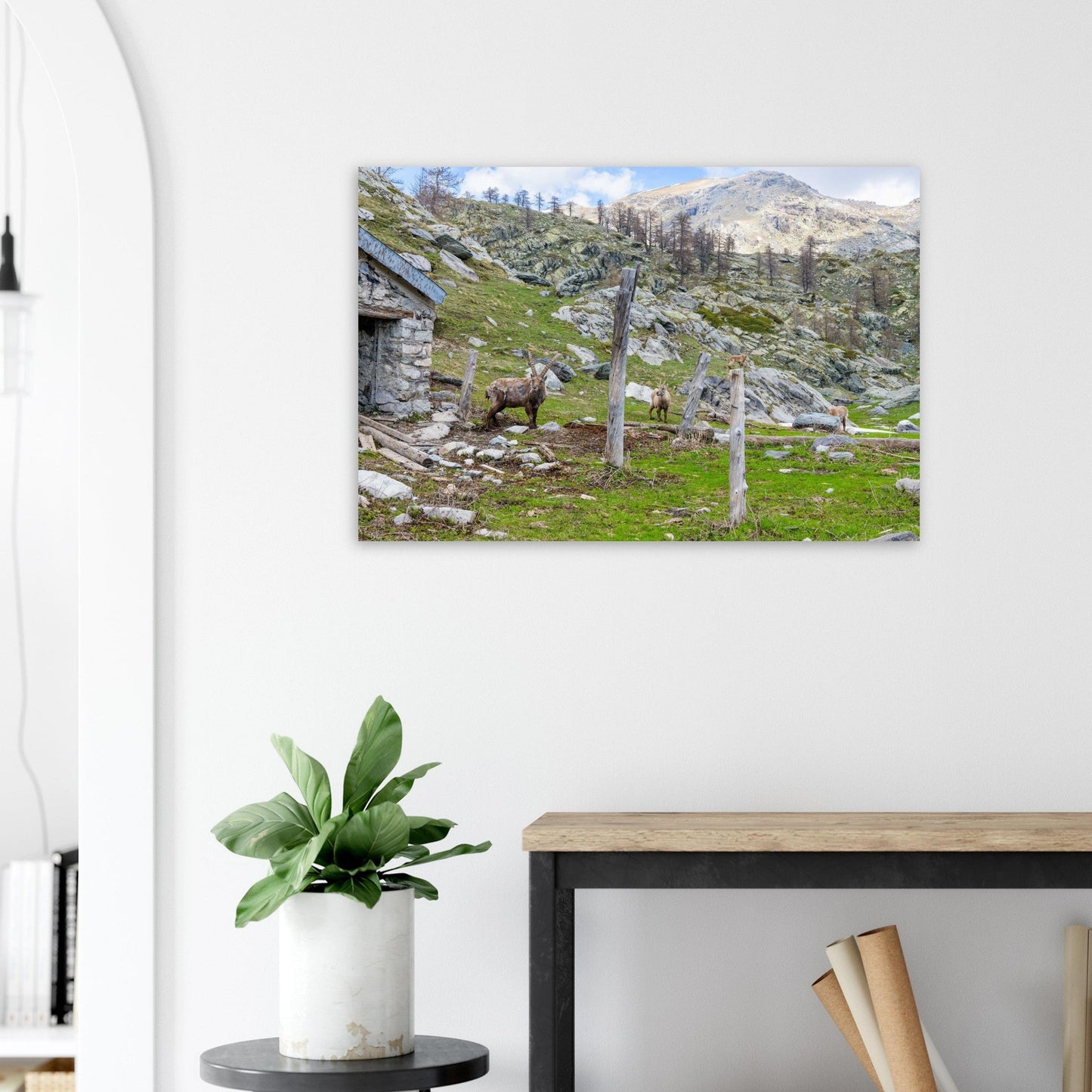 Tableau photo d’une famille de bouquetins dans la vallée de Fontanalba sur aluminium Dibond mat, accroché sur un mur clair