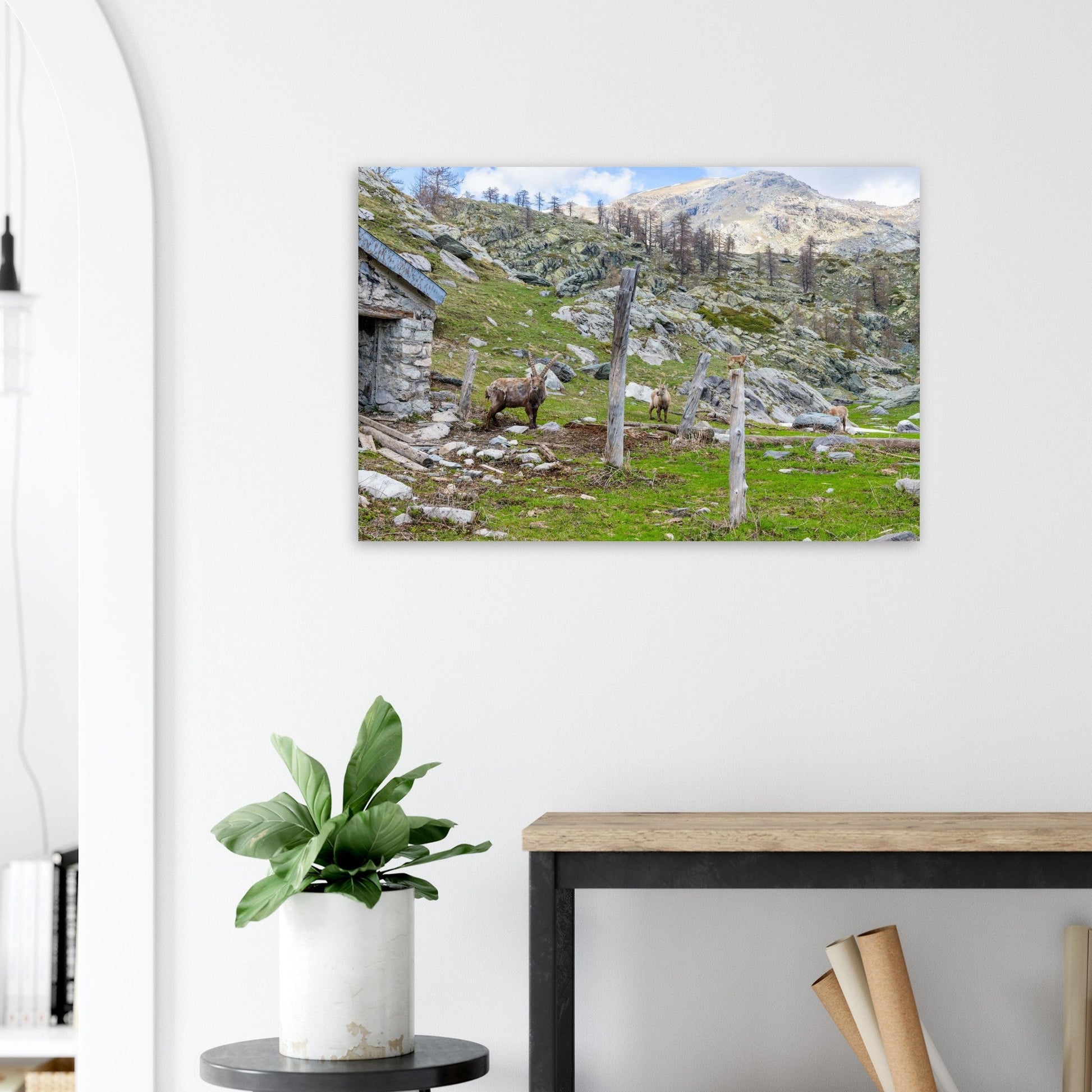 Tableau photo d’une famille de bouquetins dans la vallée de Fontanalba sur aluminium Dibond mat, accroché sur un mur clair