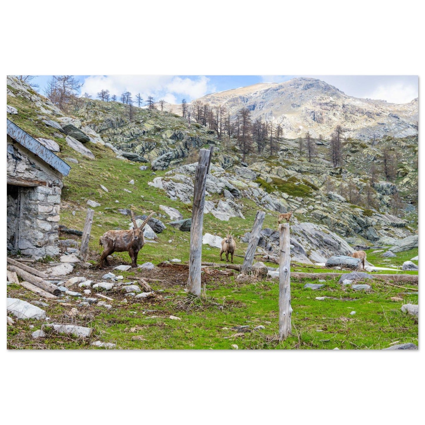Tableau photo d’une famille de bouquetins dans la vallée de Fontanalba sur aluminium Dibond mat, format 40 × 60 cm