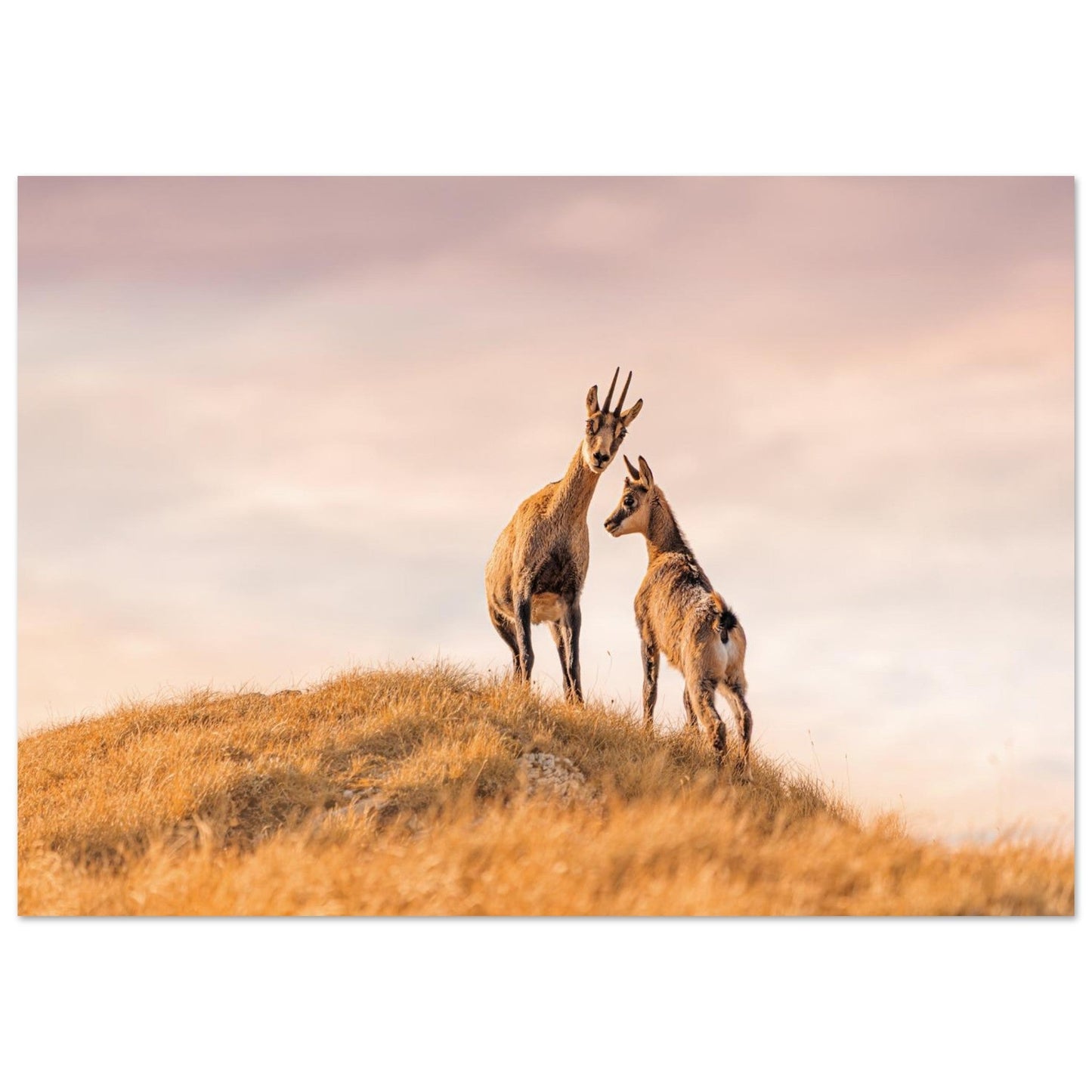 Photo d’une femelle chamois et de son petit dans les Hautes-Alpes — tableau photo paysage de montagne en Alu Dibond
