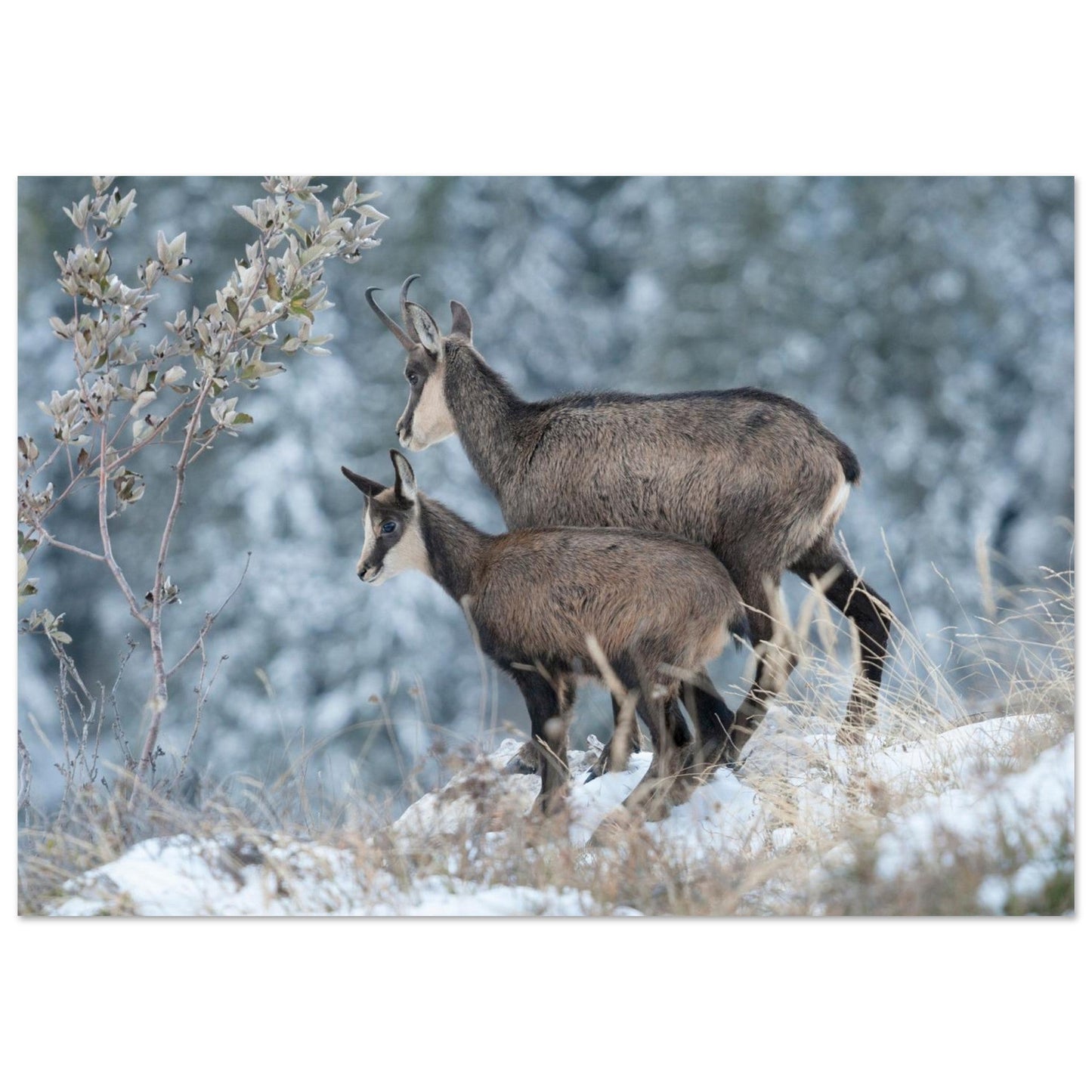 Tableau photo d’une femelle chamois et de son petit dans la neige en Chartreuse intégré dans un intérieur contemporain