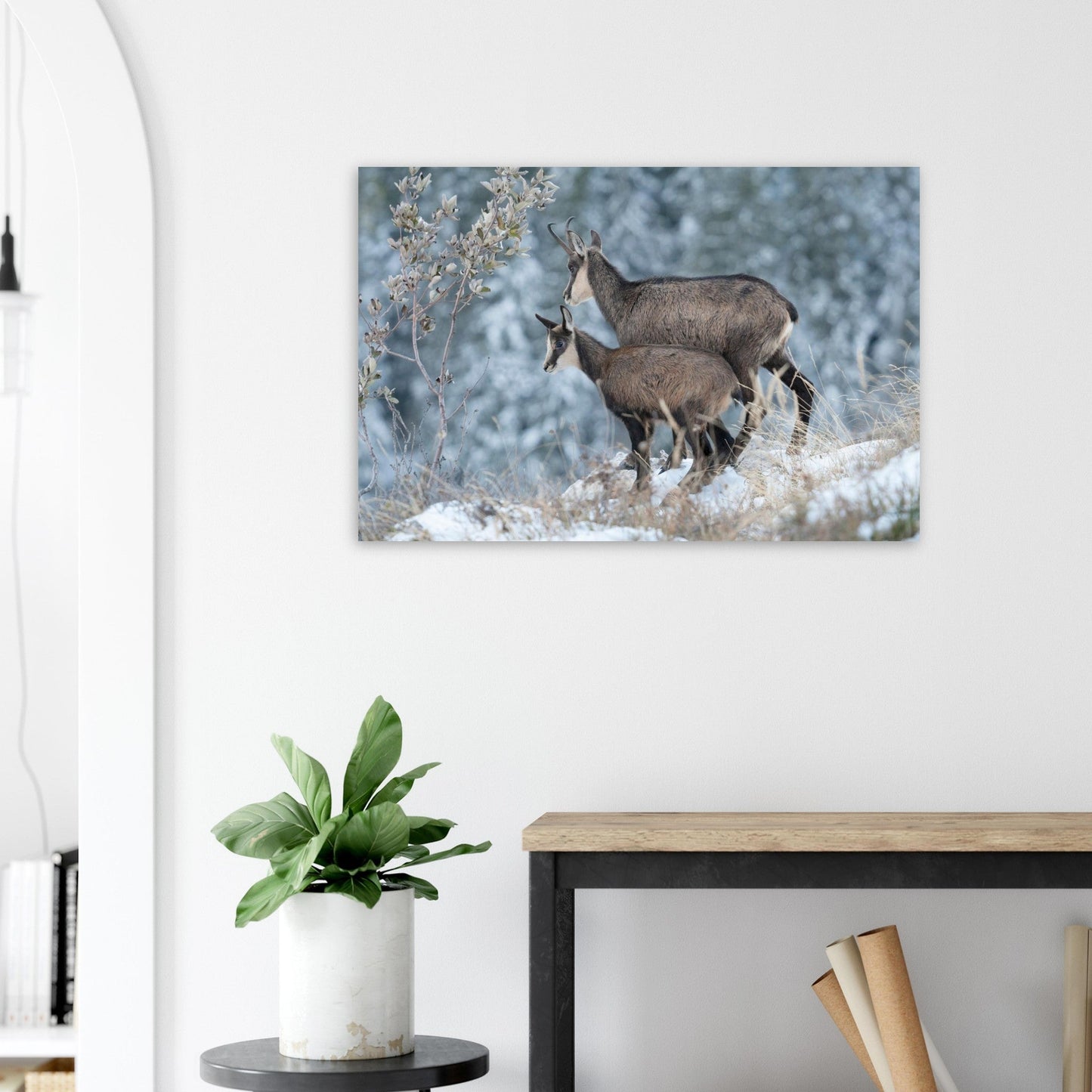 Tableau photo d’une femelle chamois et de son petit dans la neige en Chartreuse exposé dans une chambre