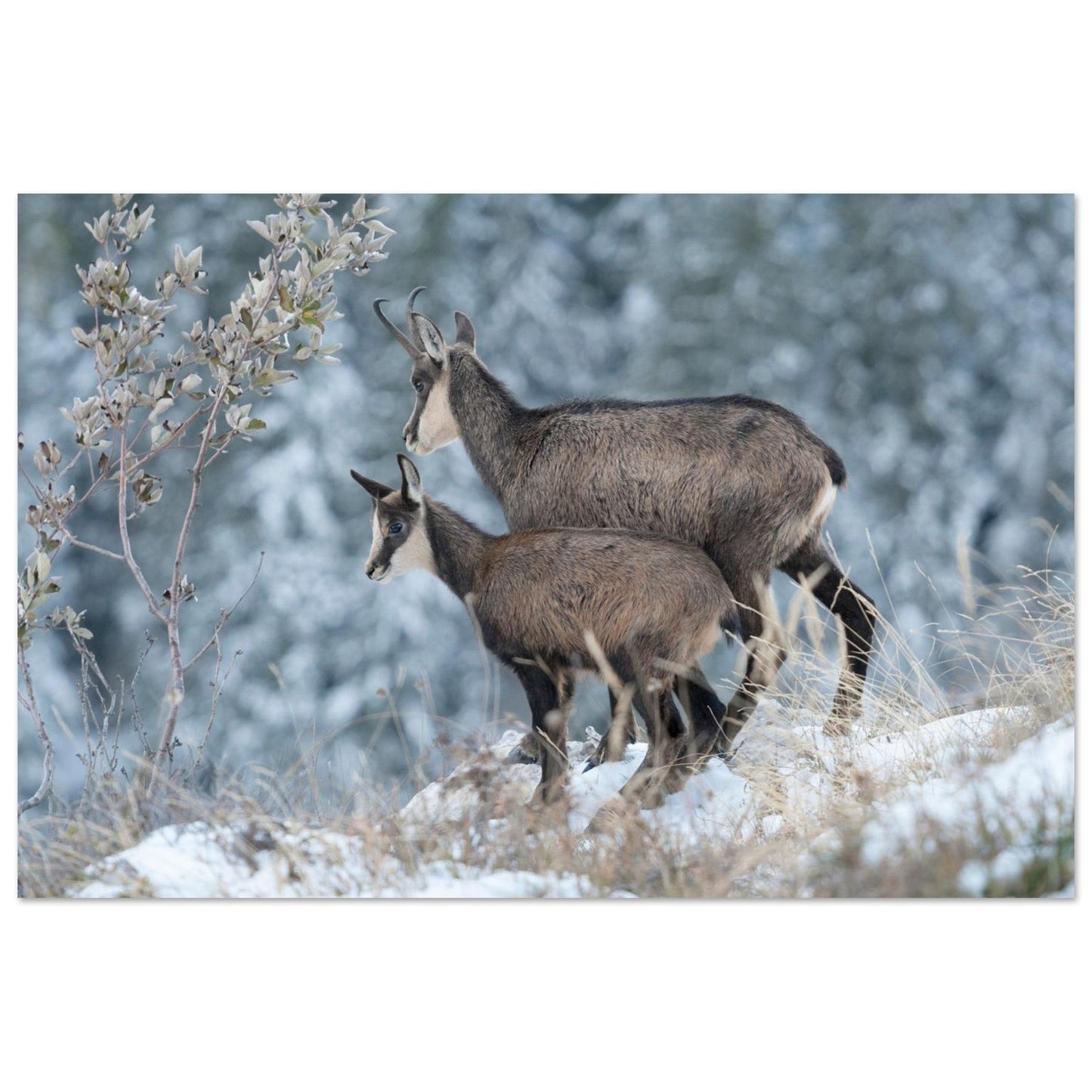 Tableau photo d’une femelle chamois et de son petit dans la neige en Chartreuse présenté dans une chambre contemporaine