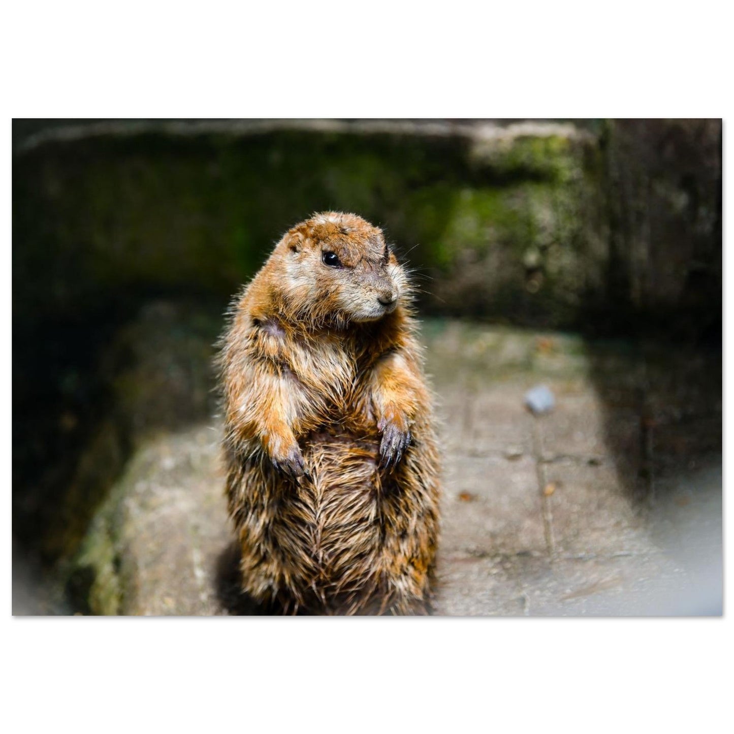 Photo d’une jeune marmotte des Alpes — tableau photo paysage de montagne en Alu Dibond, fabrication française