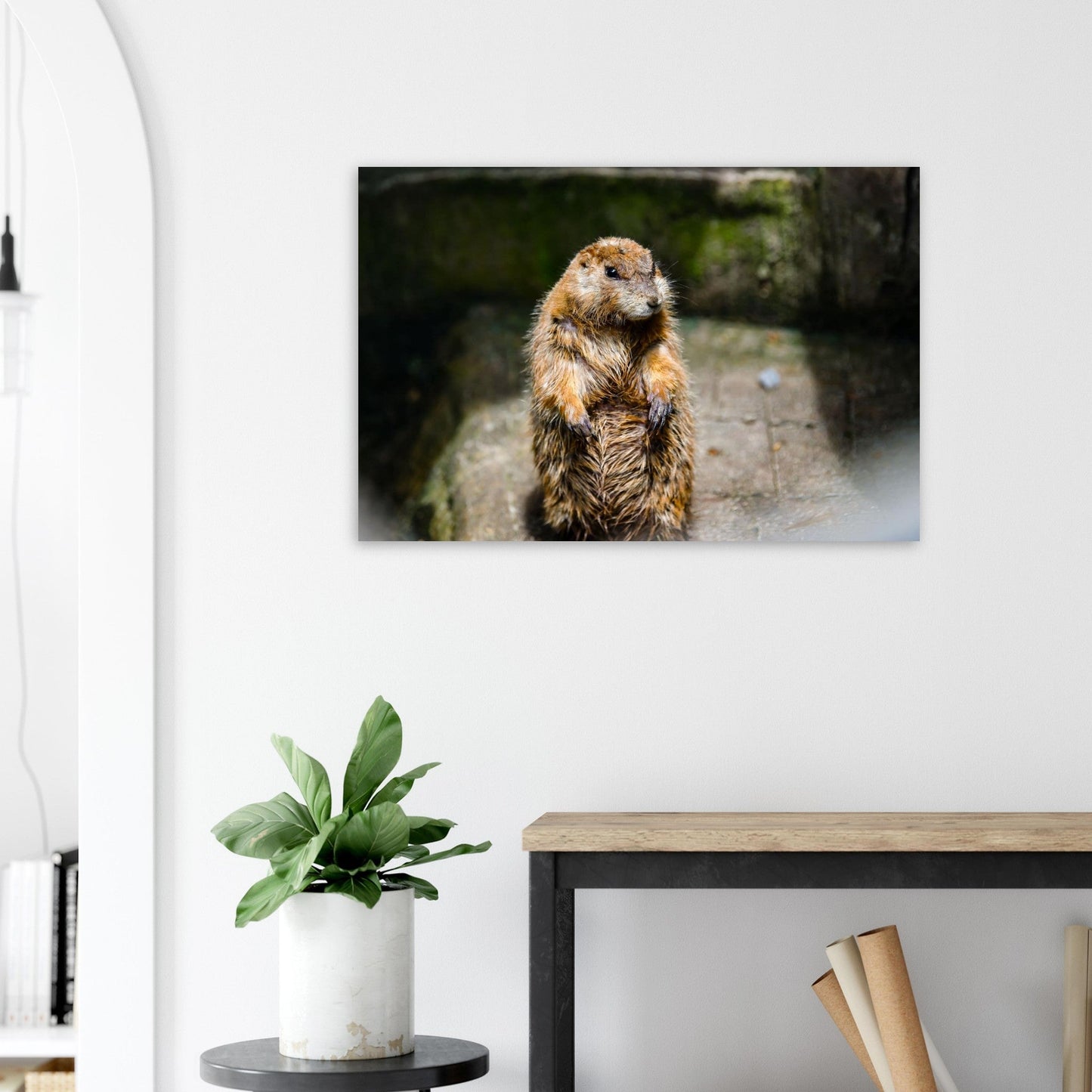 Photo d’une jeune marmotte des Alpes — tableau photo paysage de montagne en Alu Dibond, fabrication française