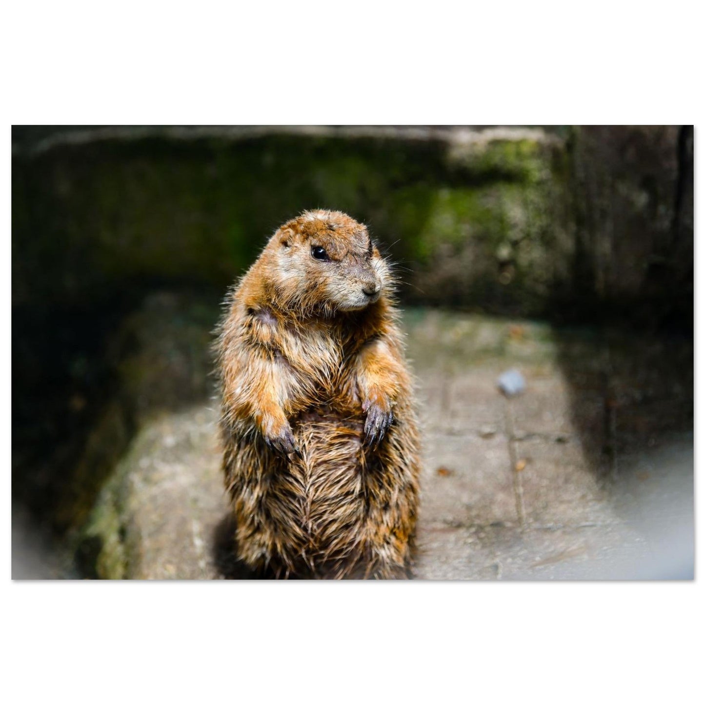 Photo d’une jeune marmotte des Alpes — tableau photo paysage de montagne en Alu Dibond, fabrication française