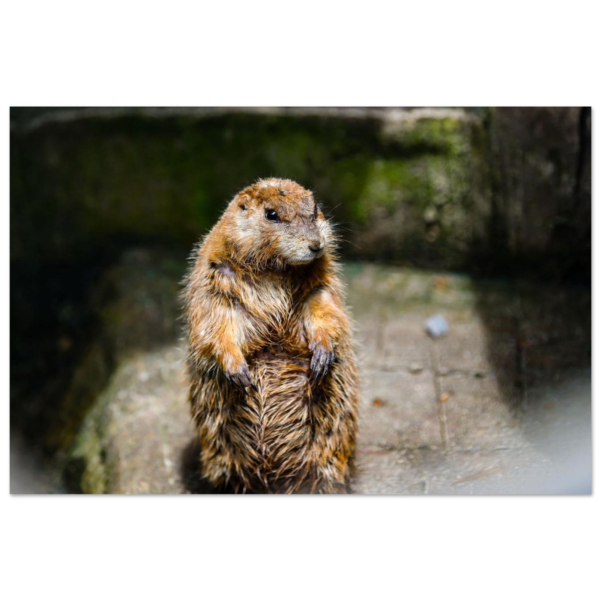 Jeune marmotte des Alpes — portrait animalier et mise au point sur l’œil Jeune marmotte des Alpes dressée avec le regard net sur un arrière-plan flou