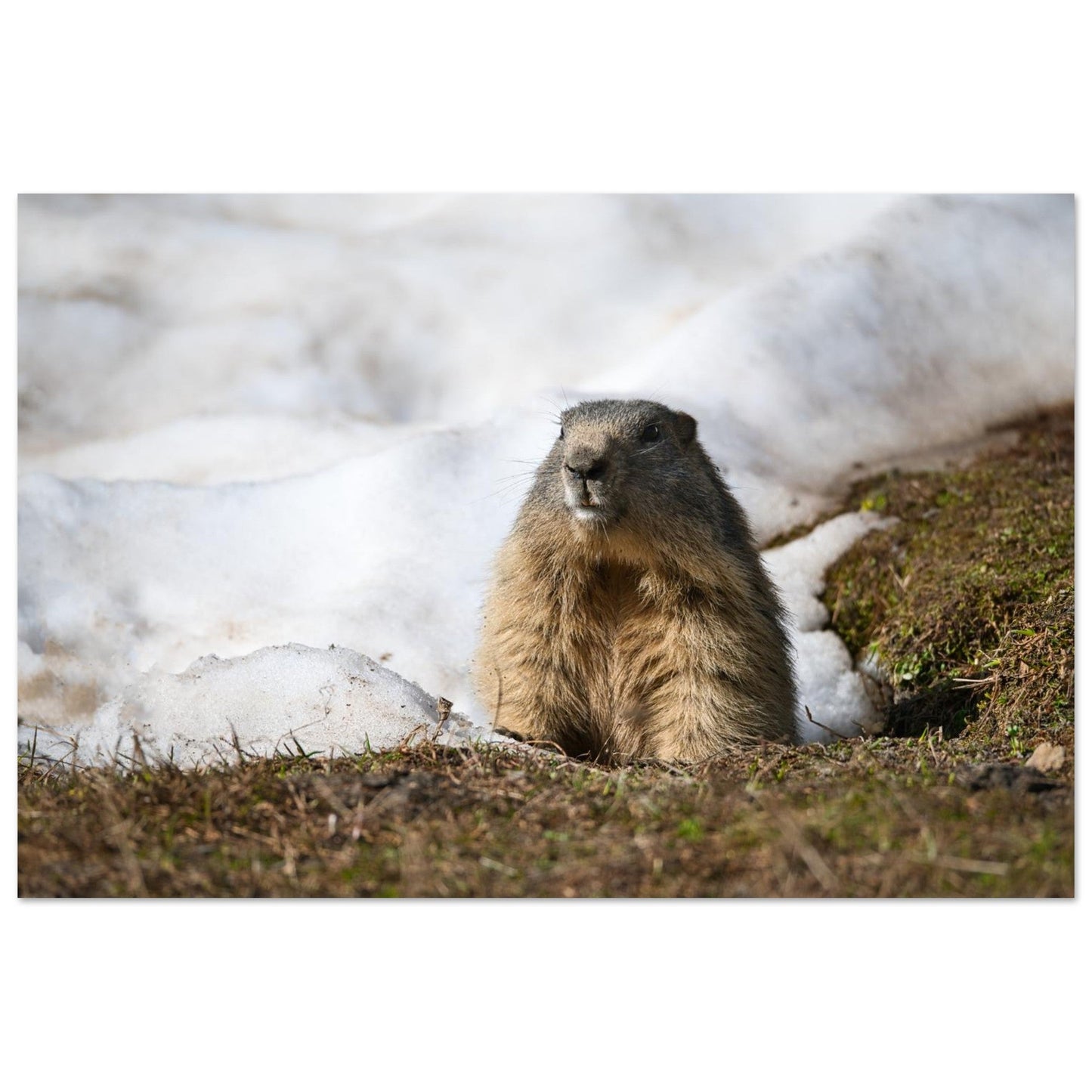 Photo d’une marmotte des Alpes à la fonte des neiges — tableau photo paysage de montagne en Alu Dibond, fabrication française