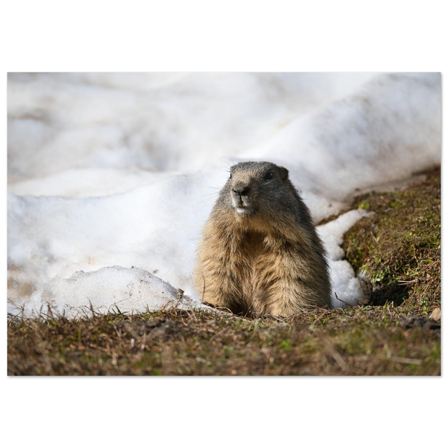 Photo d’une marmotte des Alpes à la fonte des neiges — tableau photo paysage de montagne en Alu Dibond, fabrication française