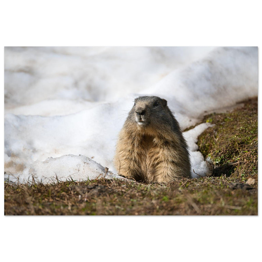 Photo d’une marmotte des Alpes à la fonte des neiges — tableau photo paysage de montagne en Alu Dibond, fabrication française