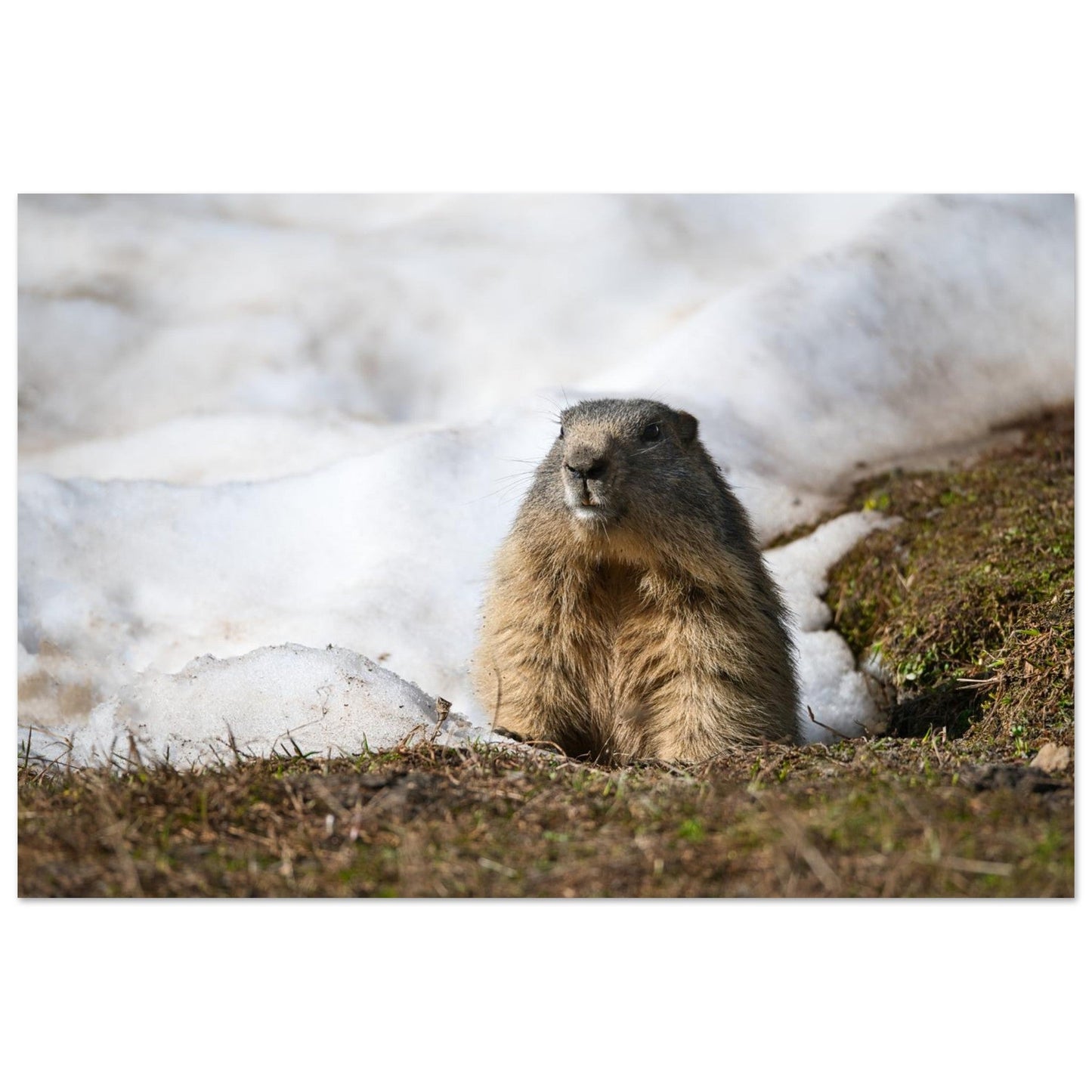 Photo d’une marmotte des Alpes à la fonte des neiges — tableau photo paysage de montagne en Alu Dibond, fabrication française