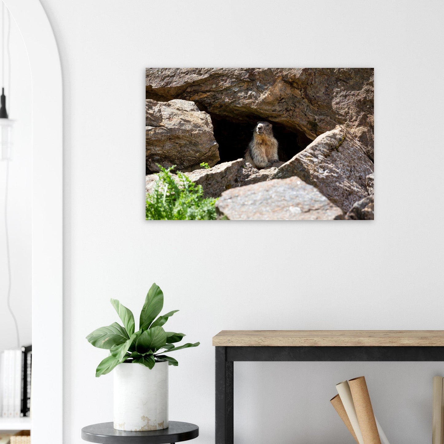 Photo d’une marmotte des Alpes à l’entrée de son terrier — tableau photo paysage de montagne en Alu Dibond, fabrication française