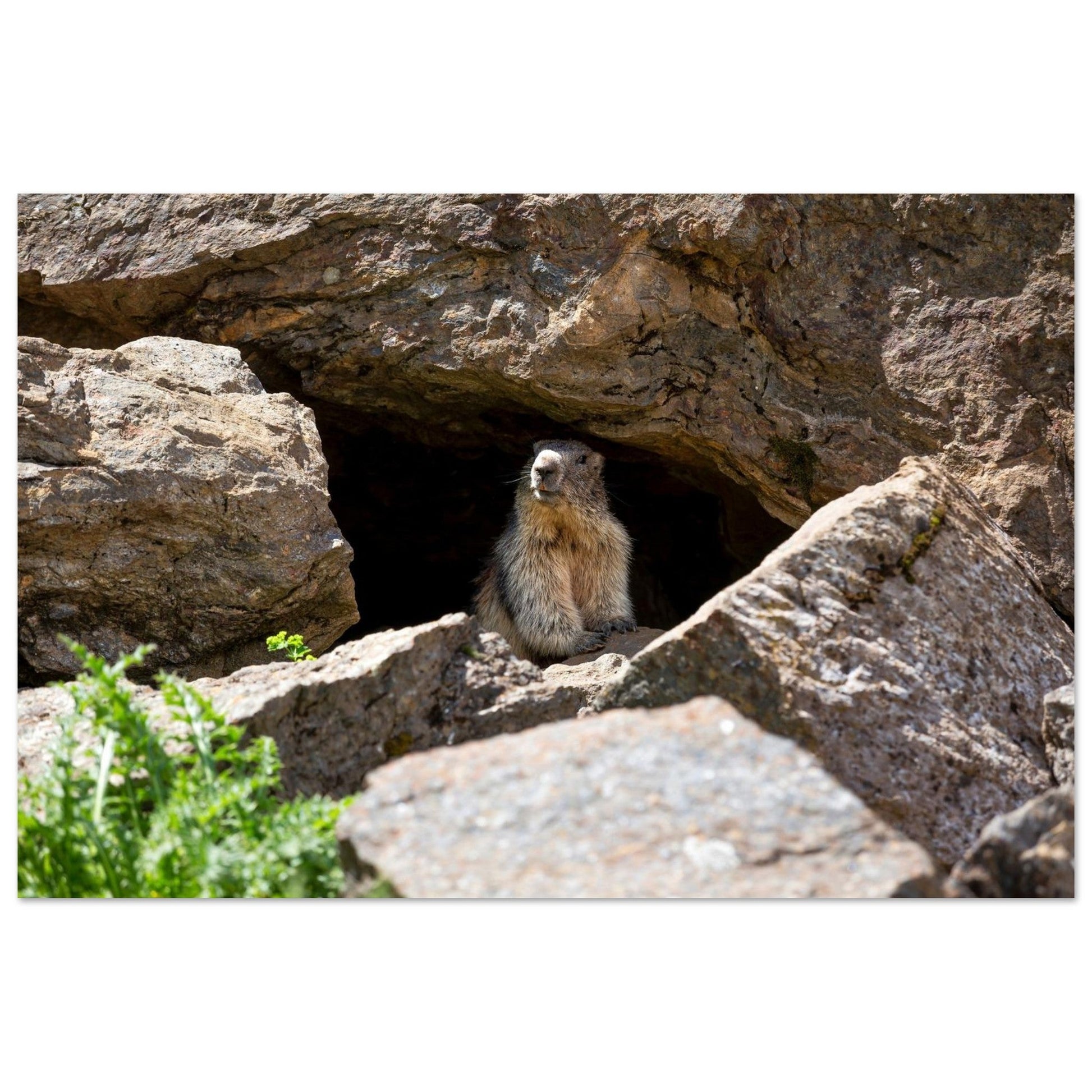 Photo d’une marmotte des Alpes à l’entrée de son terrier — tableau photo paysage de montagne en Alu Dibond, fabrication française