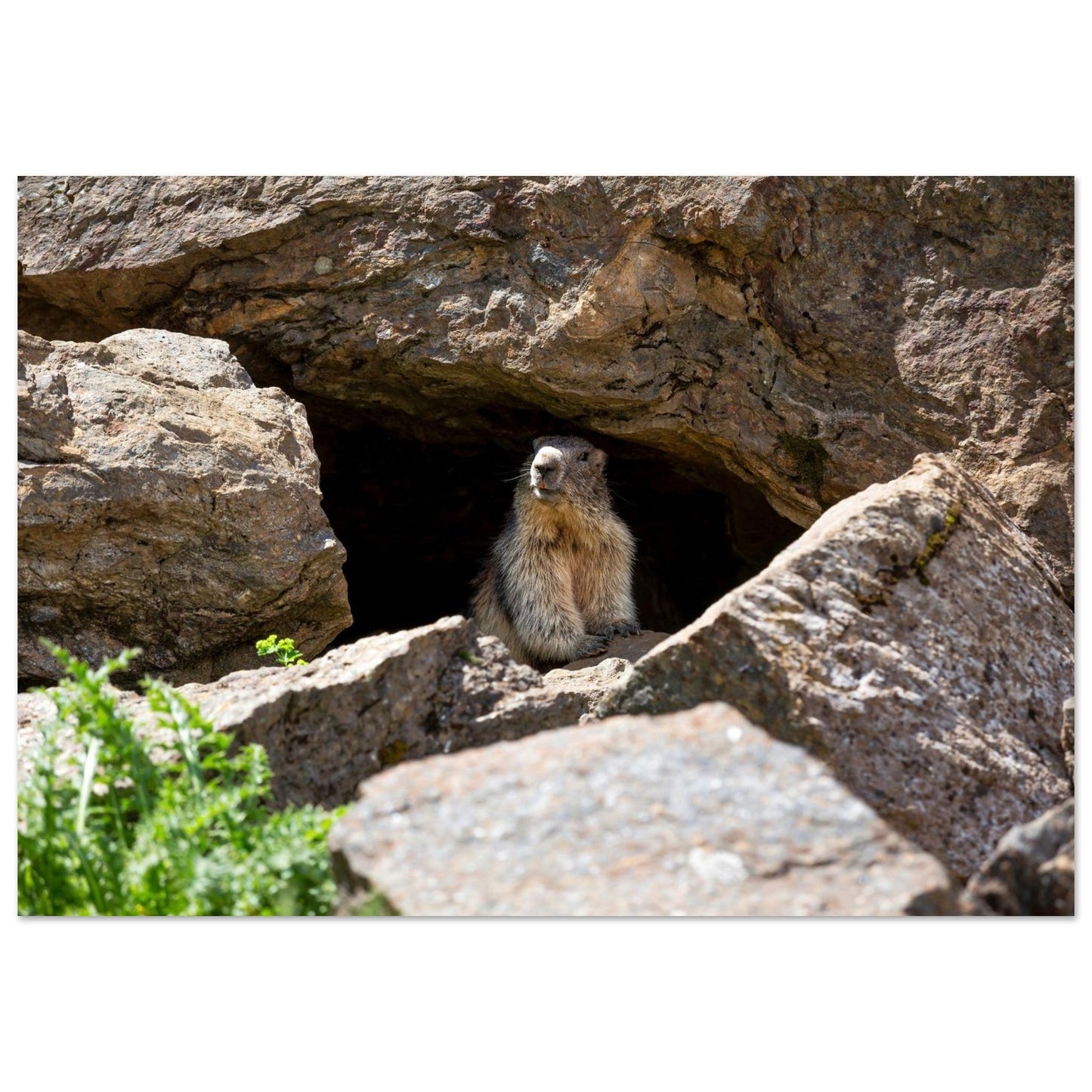 Photo d’une marmotte des Alpes à l’entrée de son terrier — tableau photo paysage de montagne en Alu Dibond, fabrication française