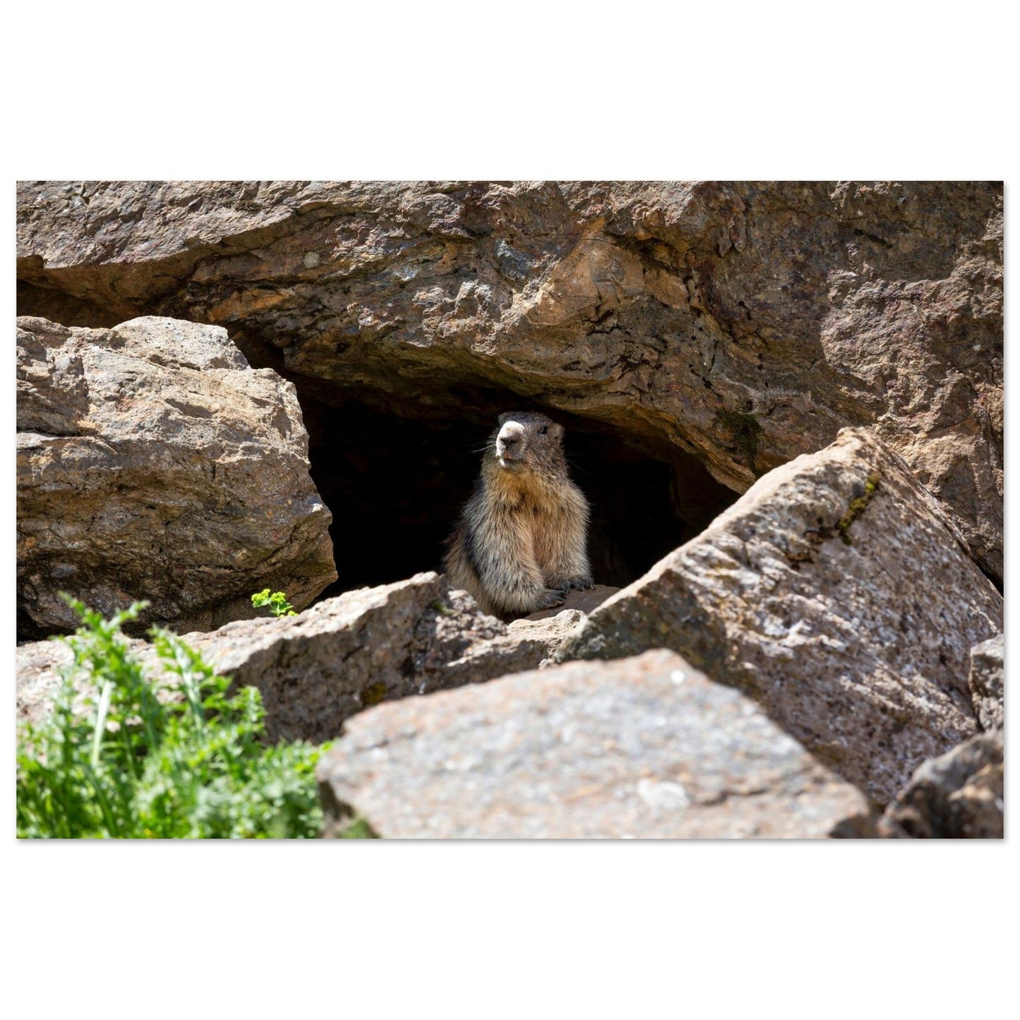 Photo d’une marmotte des Alpes à l’entrée de son terrier — tableau photo paysage de montagne en Alu Dibond, fabrication française