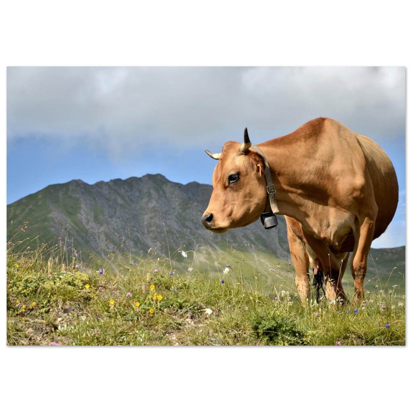 Photo d’une vache d’alpage dans les Alpes — tableau photo paysage de montagne en Alu Dibond, fabrication française