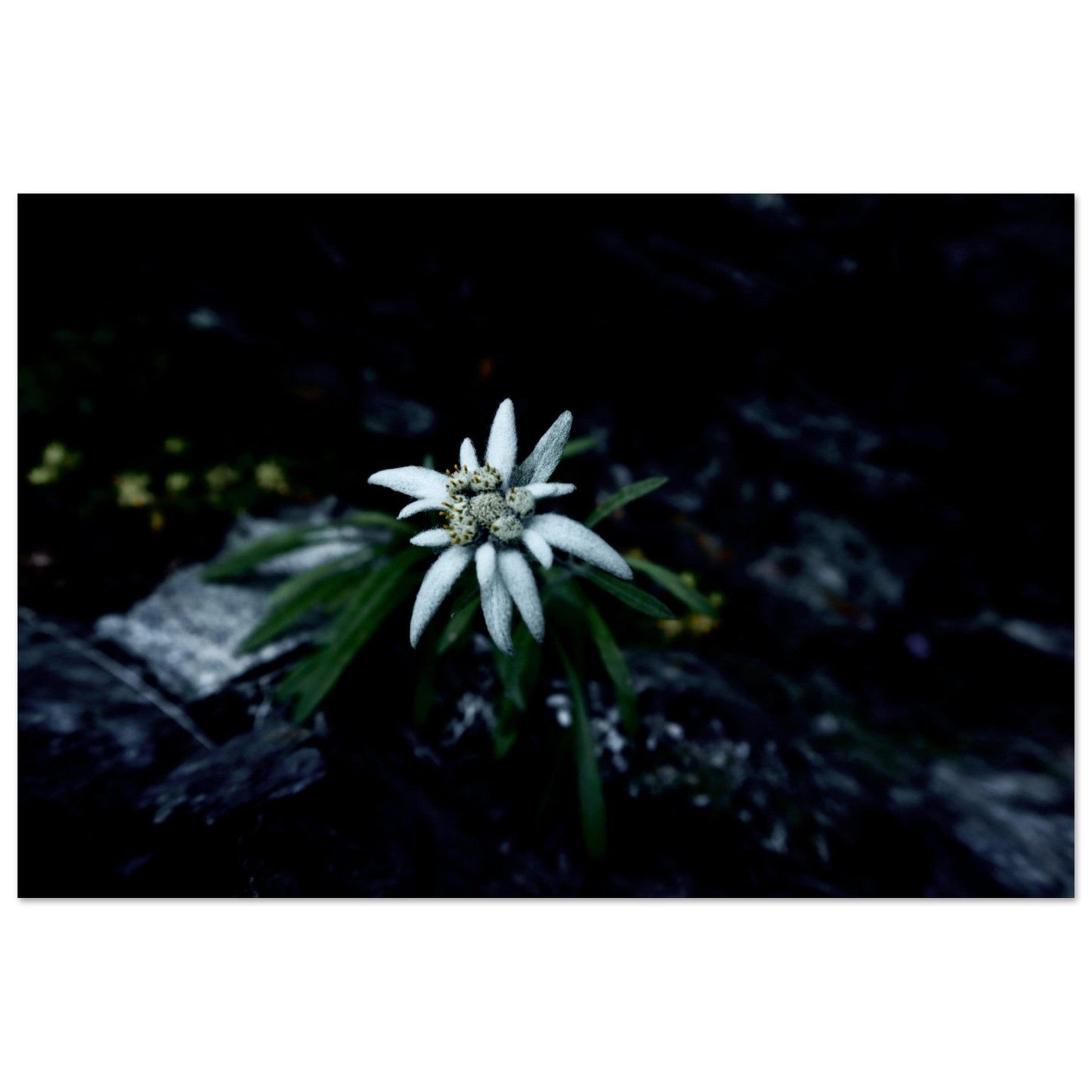Tableau photo Photo Edelweiss — fleur de montagne (macro) — tirage aluminium Dibond mat, fabrication française, prêt à accrocher
