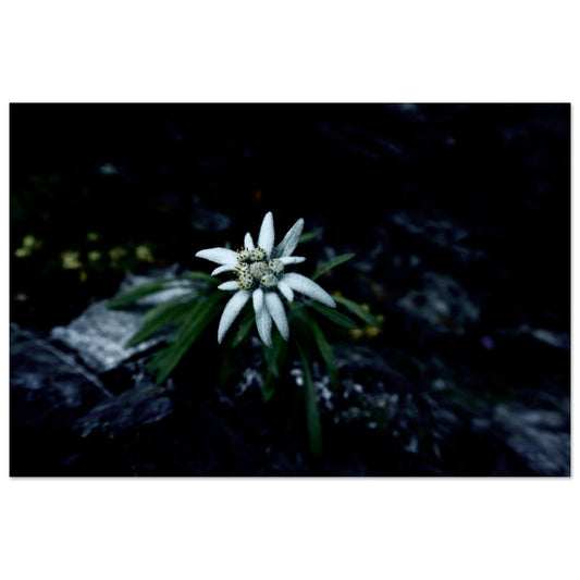 Tableau photo Photo Edelweiss — fleur de montagne (macro) — tirage aluminium Dibond mat, fabrication française, prêt à accrocher