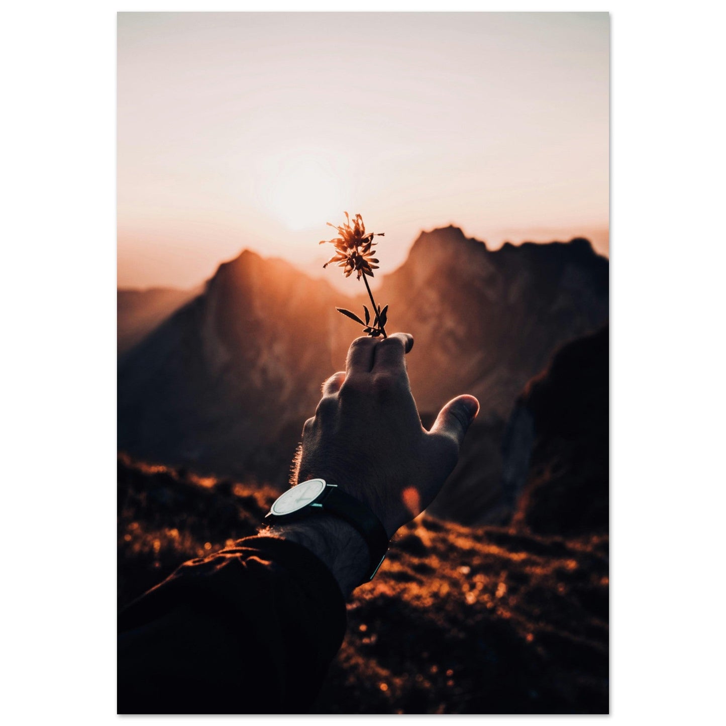 Tableau photo Photo Edelweiss — Rotsteinpass, Wildhaus (Suisse) — tirage aluminium Dibond mat, fabrication française, prêt à accrocher