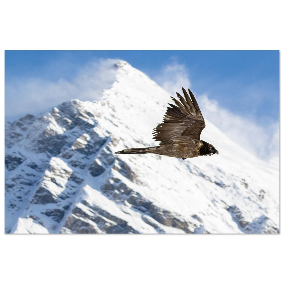 Tableau photo d’un jeune gypaète barbu dans le ciel de la Vanoise sur aluminium Dibond mat, format 40 × 60 cm