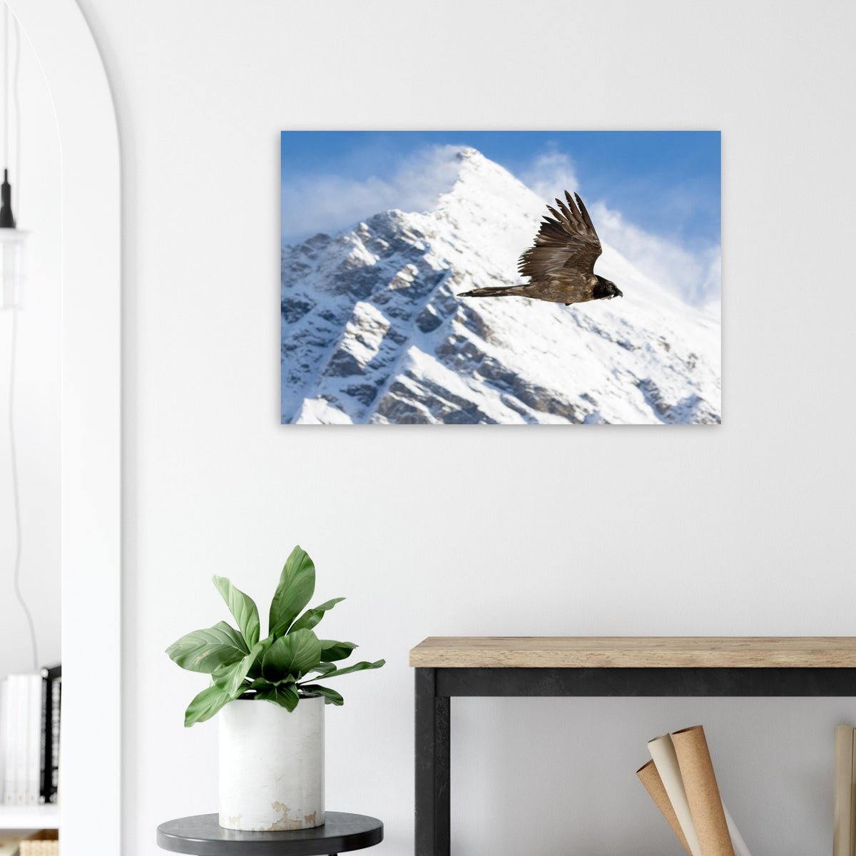 Photo d’un jeune gypaète barbu dans le ciel de la Vanoise — photo print on matte aluminium Dibond