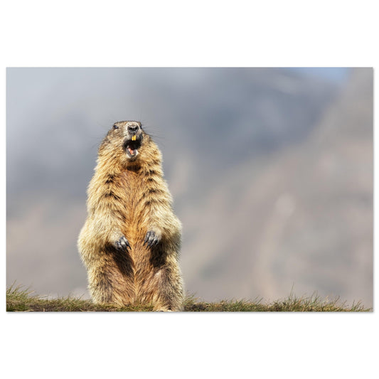 Tableau photo Photo d'une marmotte dans les Alpes 10 — tirage aluminium Dibond mat, fabrication française, prêt à accrocher