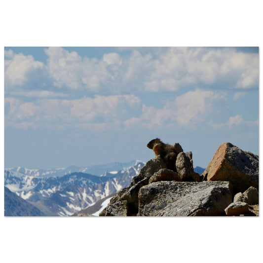 Tableau photo Photo d'une Marmotte — rocher & crêtes enneigées — tirage aluminium Dibond mat, fabrication française, prêt à accrocher