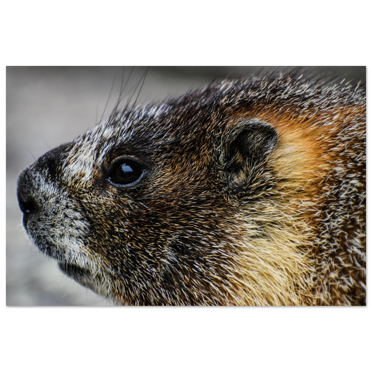 Tableau photo Photo d'une Marmotte des Alpes — très gros plan — tirage aluminium Dibond mat, fabrication française, prêt à accrocher