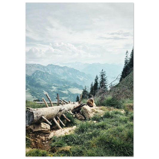 Tableau photo Photo d'une Marmotte dans les Alpes — tirage aluminium Dibond mat, fabrication française, prêt à accrocher
