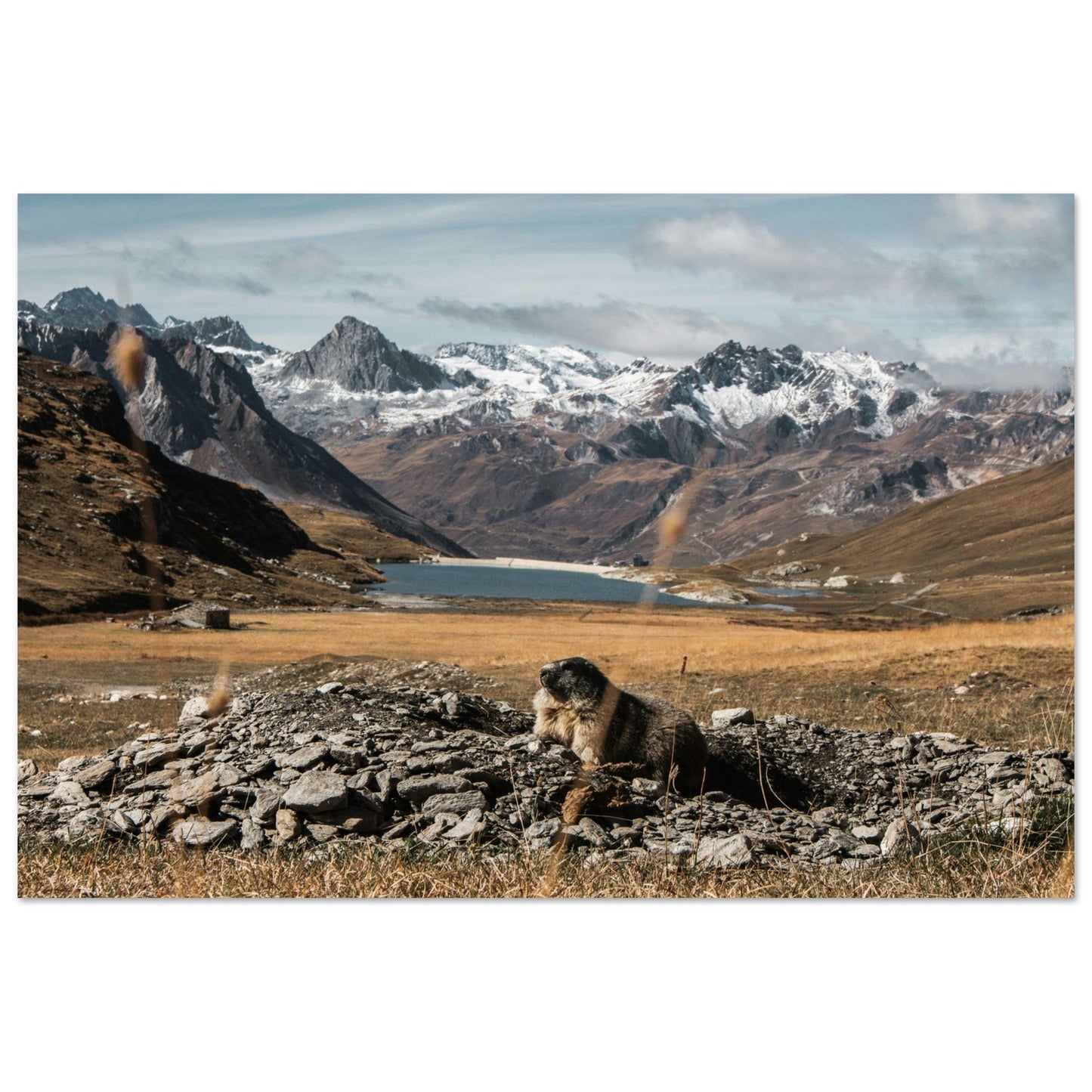 Tableau photo Photo d'une Marmotte en automne — Val d’Isère — tirage aluminium Dibond mat, fabrication française, prêt à accrocher