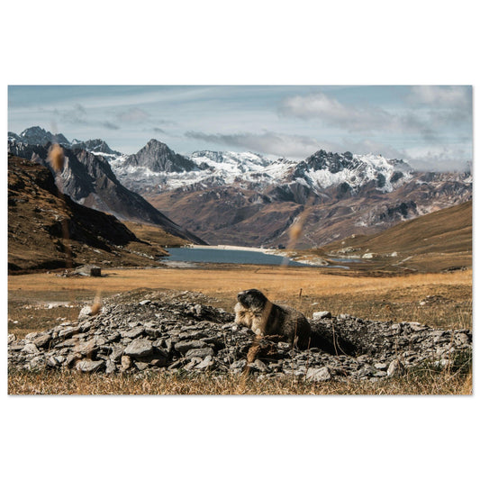 Tableau photo Photo d'une Marmotte en automne — Val d’Isère — tirage aluminium Dibond mat, fabrication française, prêt à accrocher