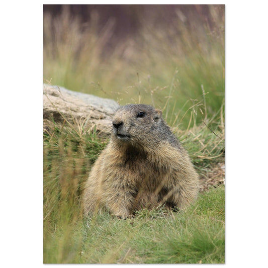Tableau photo Photo d'une Marmotte dans les Alpes — tirage aluminium Dibond mat, fabrication française, prêt à accrocher