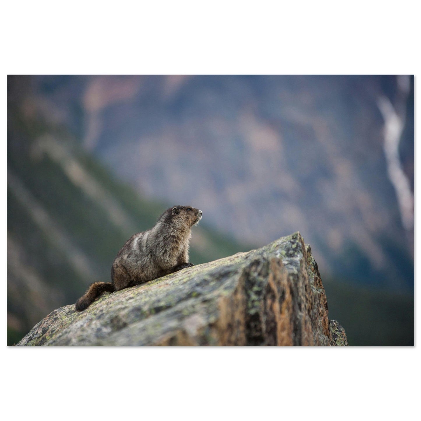 Tableau photo Photo d'une Marmotte sur rocher — Alpes — tirage aluminium Dibond mat, fabrication française, prêt à accrocher