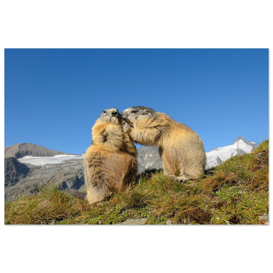 Tableau photo Photo de Duo de marmottes dans les Alpes 11 — tirage aluminium Dibond mat, fabrication française, prêt à accrocher