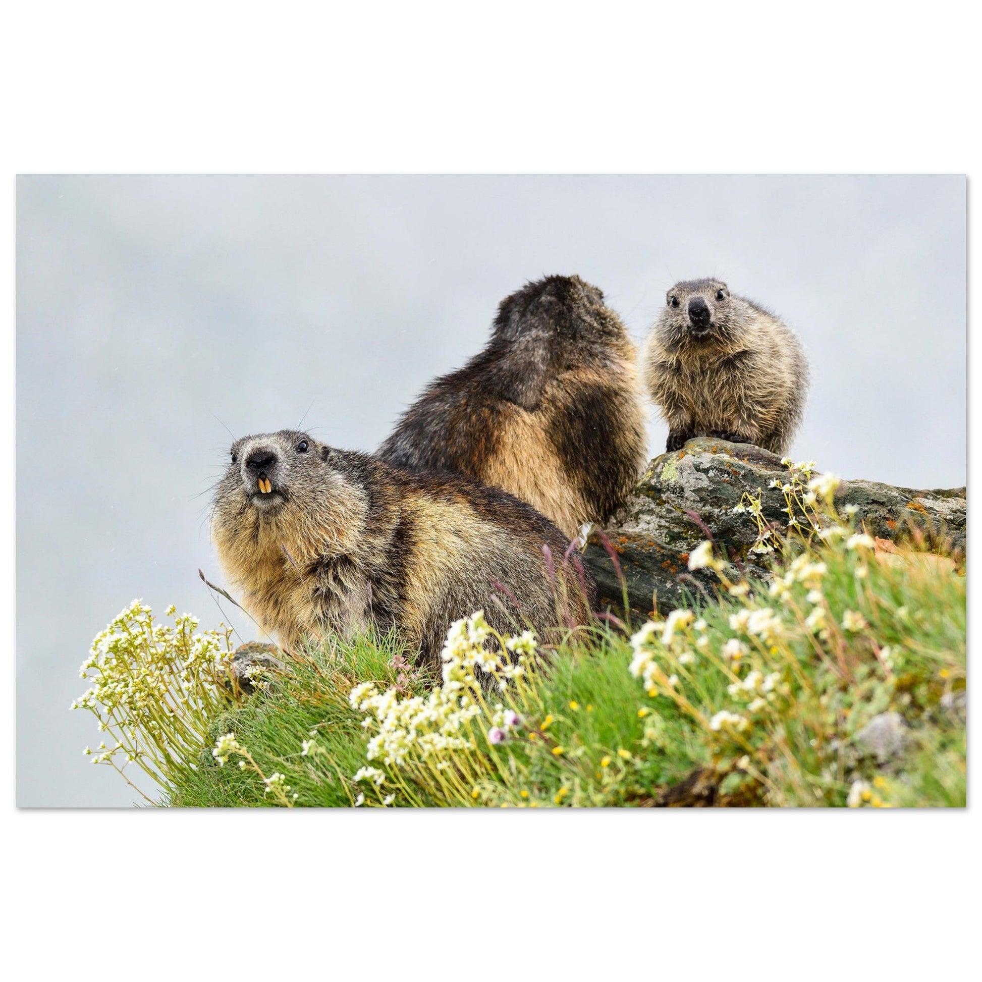 Tableau photo Photo d'une Famille de marmottes dans les Alpes 9 — tirage aluminium Dibond mat, fabrication française, prêt à accrocher