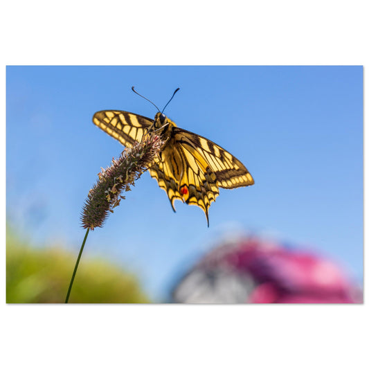 Tableau photo Photo de papillon dans les Alpes 2 — tirage aluminium Dibond mat, fabrication française, prêt à accrocher