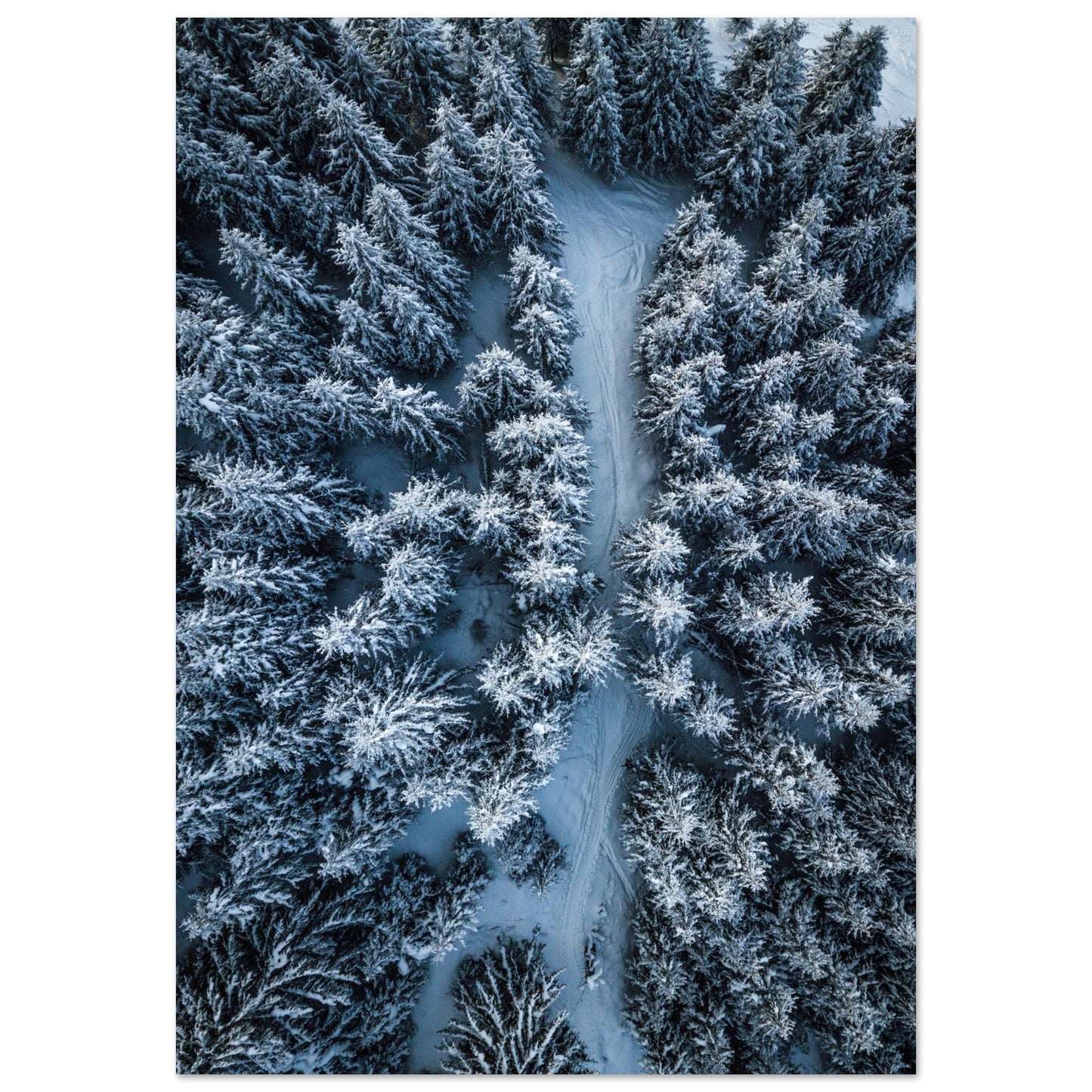 Tableau photo Photo Sapins enneigés & sentier — vue drone (Alpes) — tirage aluminium Dibond mat, fabrication française, prêt à accrocher