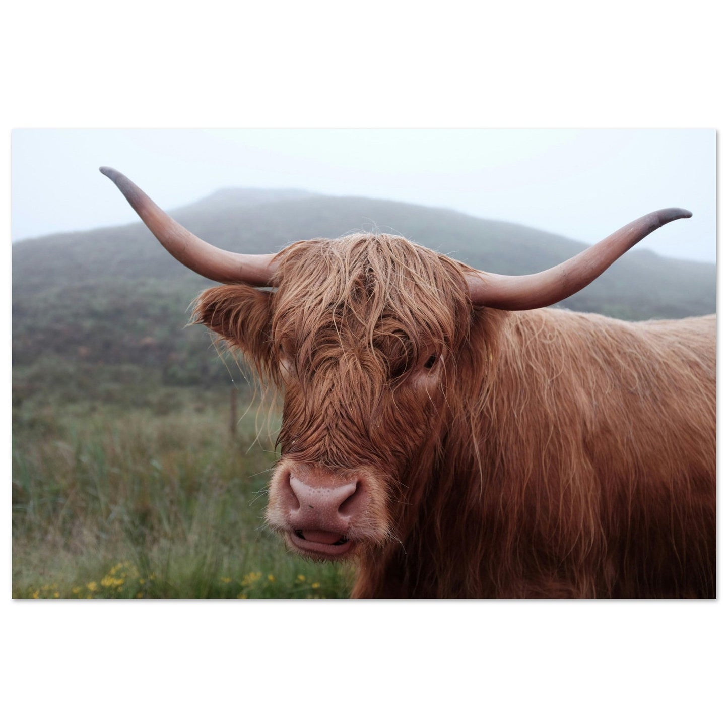 Tableau photo Photo de Vache Highland — Savoie — tirage aluminium Dibond mat, fabrication française, prêt à accrocher