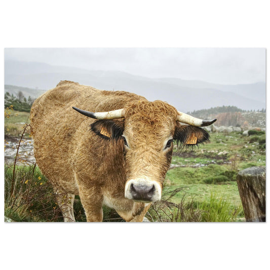 Tableau photo Photo de Vaches de Savoie — portrait fauve — tirage aluminium Dibond mat, fabrication française, prêt à accrocher